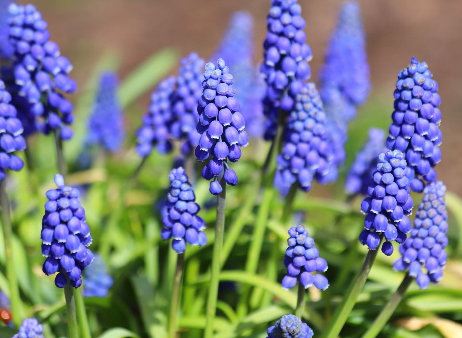 Blue grape hyacinth or Muscari flowers blooming in sunny spring garden bed