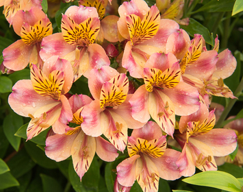 Alstroemeria