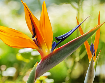 Bird of Paradise