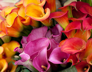 Calla Lilies