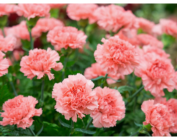 Carnations