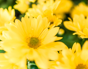 Daisies