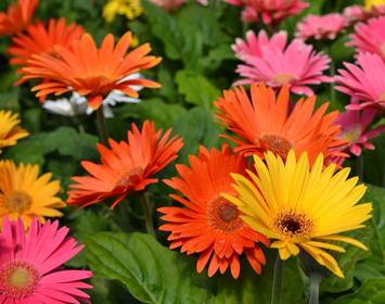 Gerbera