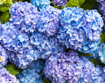 Hydrangea