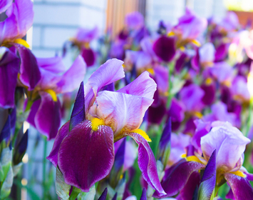 Iris