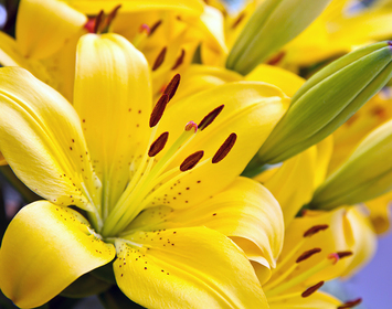 Lily