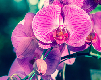 Orchids