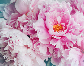 Peonies