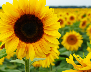 Sunflowers