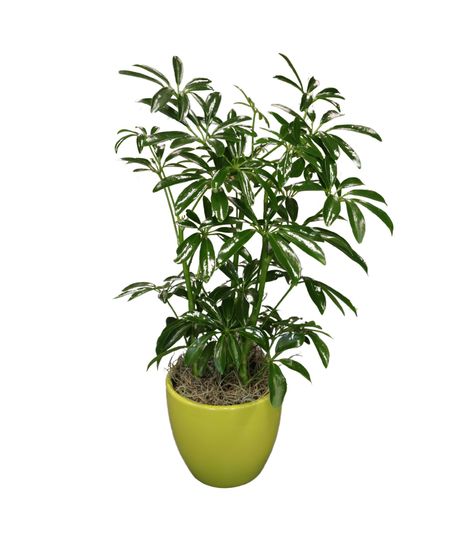 Mini Hawaiian Schefflera