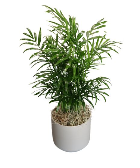 Mini Neanthe Bella Palm