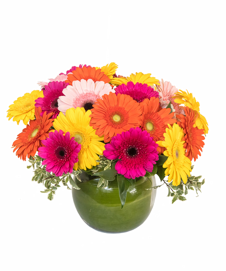 Gerbera Daisy Bowl