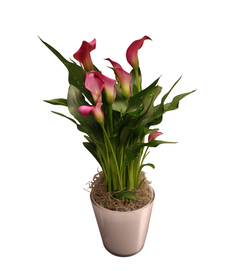 Calla Lily Plant