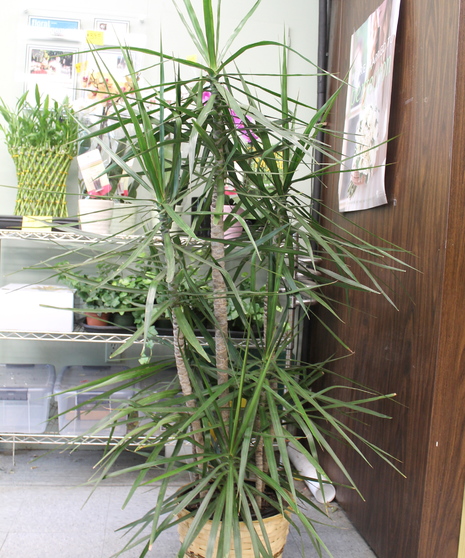 Staggered Marginata Dracena