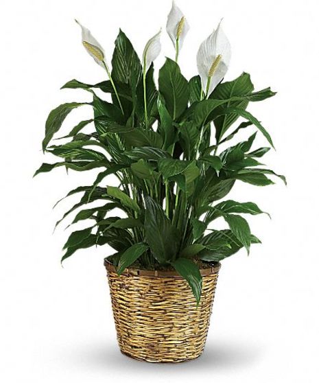 Spathiphyllum Plant