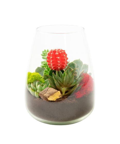 Desert Jewel Succulent Terrarium