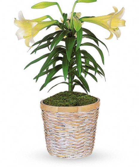 Easter Lily Plant