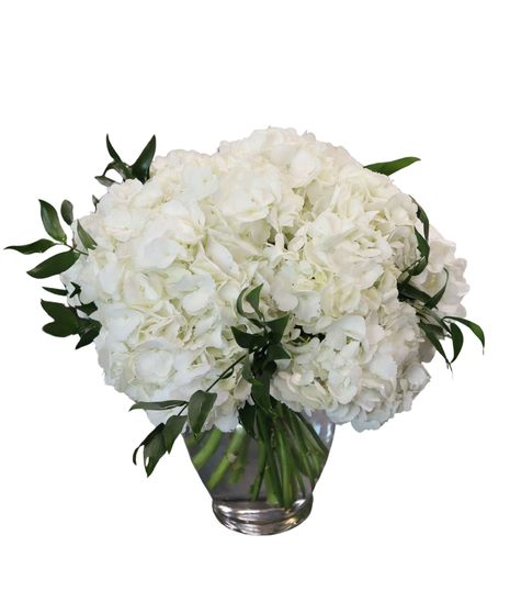 Timeless White Hydrangea