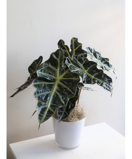 Alocasia in Ceramic Pot