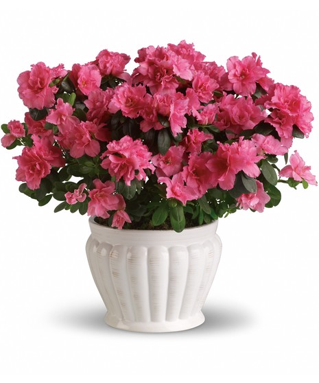 Azalea in Ceramic