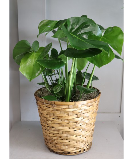 Floor Monstera Plant