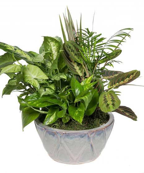 Ceramic Dish Garden