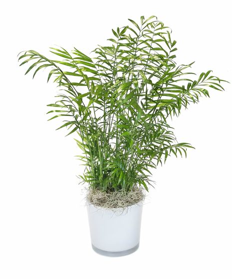 Neanthe Bella Palm