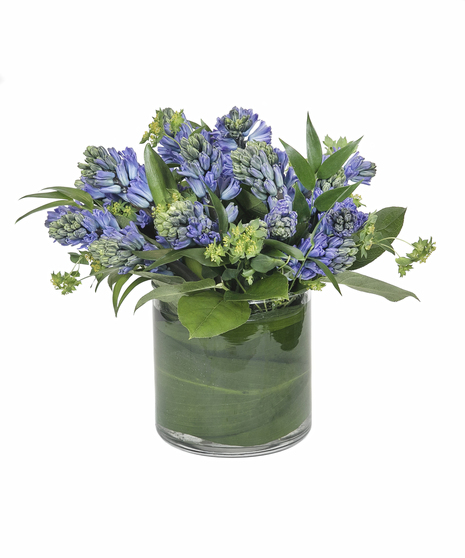 Fragrant Blue Hyacinth
