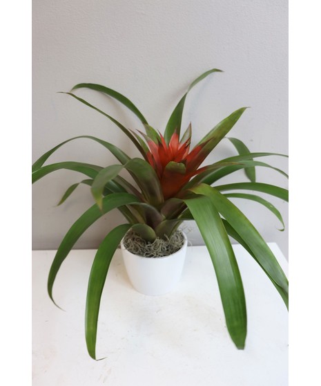 Bromeliad in White Ceramic in Boston, MA