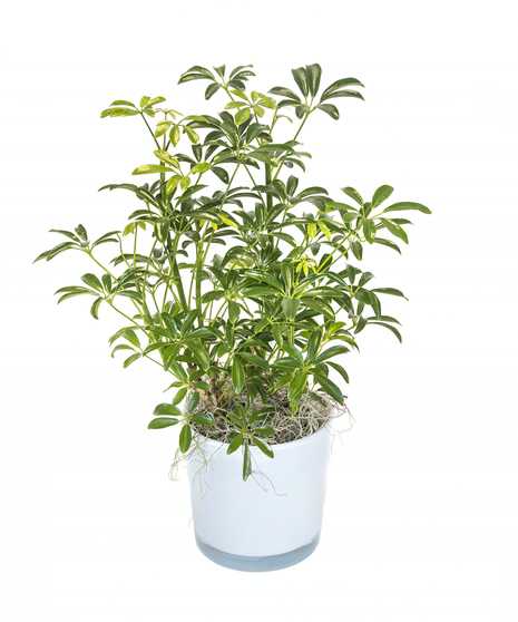 Hawaiian Schefflera