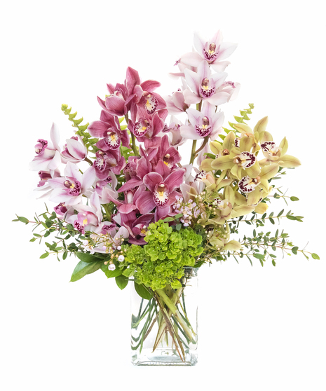 Spring Mini Cymbidium Orchids