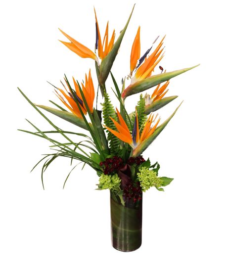 Bird of Paradise Flowers in Boston, MA 