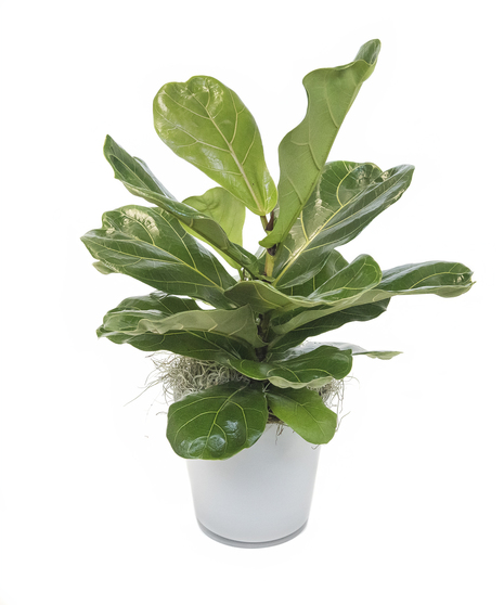 Fiddle Leaf Lyrata in Ceramic