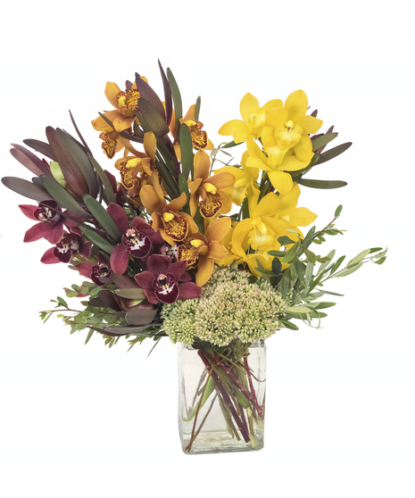Autumn Mini Cymbidium Orchid Duo/Trio in Boston, MA 