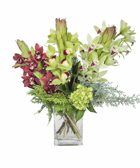 Winter Mini Cymbidium Orchids