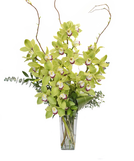 Fabulous Cymbidiums
