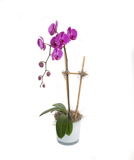 Mother's Day Flowers