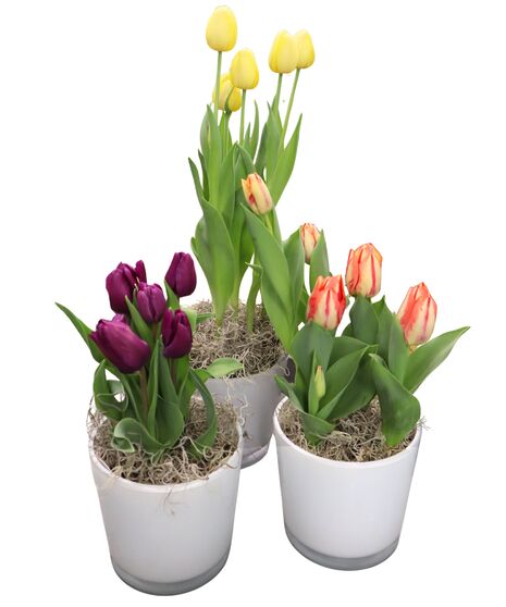 Tulip Plant
