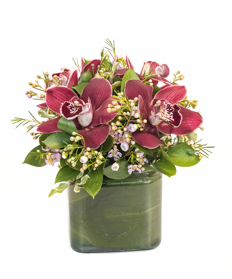 Cymbidium Orchids in Boston, MA