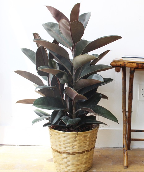 Rubber Plant in Boston, MA