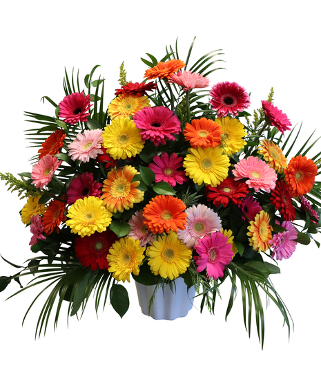 Gerbera Daisy Basket