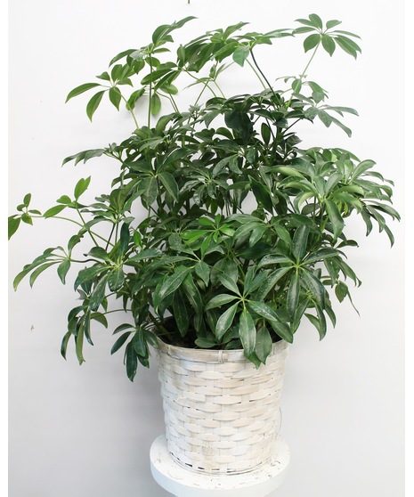 Hawaiian Schefflera Plant
