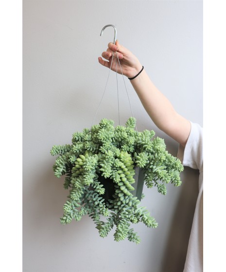 Commercial Office & Floor Plants