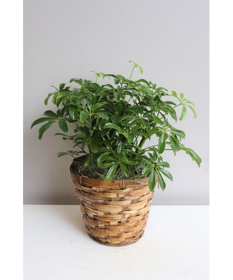 Hawaiian Schefflera in Boston, MA