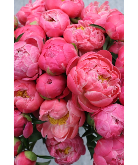 Coral Charm Peony Bunch
