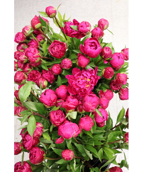 Hot Pink Peony (Kansas) Bunch Curbside Pick Up