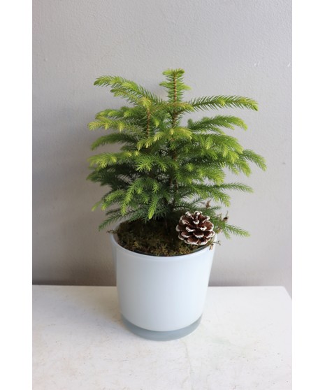 Desk Size Norfolk Island Pine