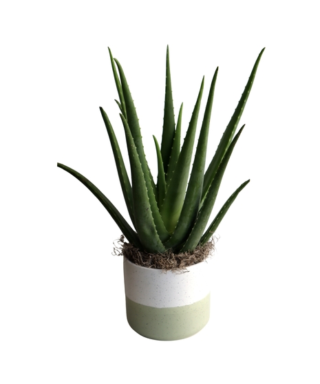 Aloe Vera Plant in 8 Inch Pot 