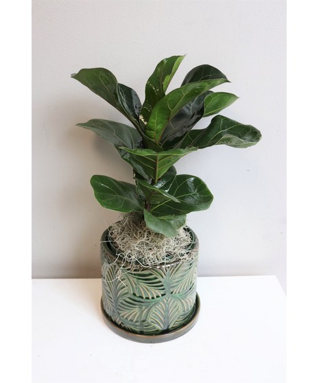 Fiddle Leaf Lyrata in Boston, MA