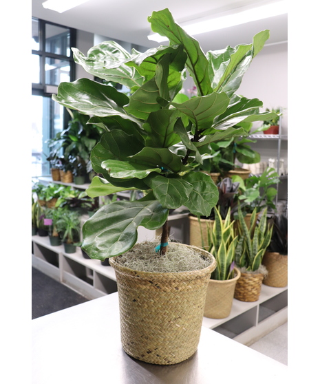Fiddle Leaf Fig Bush